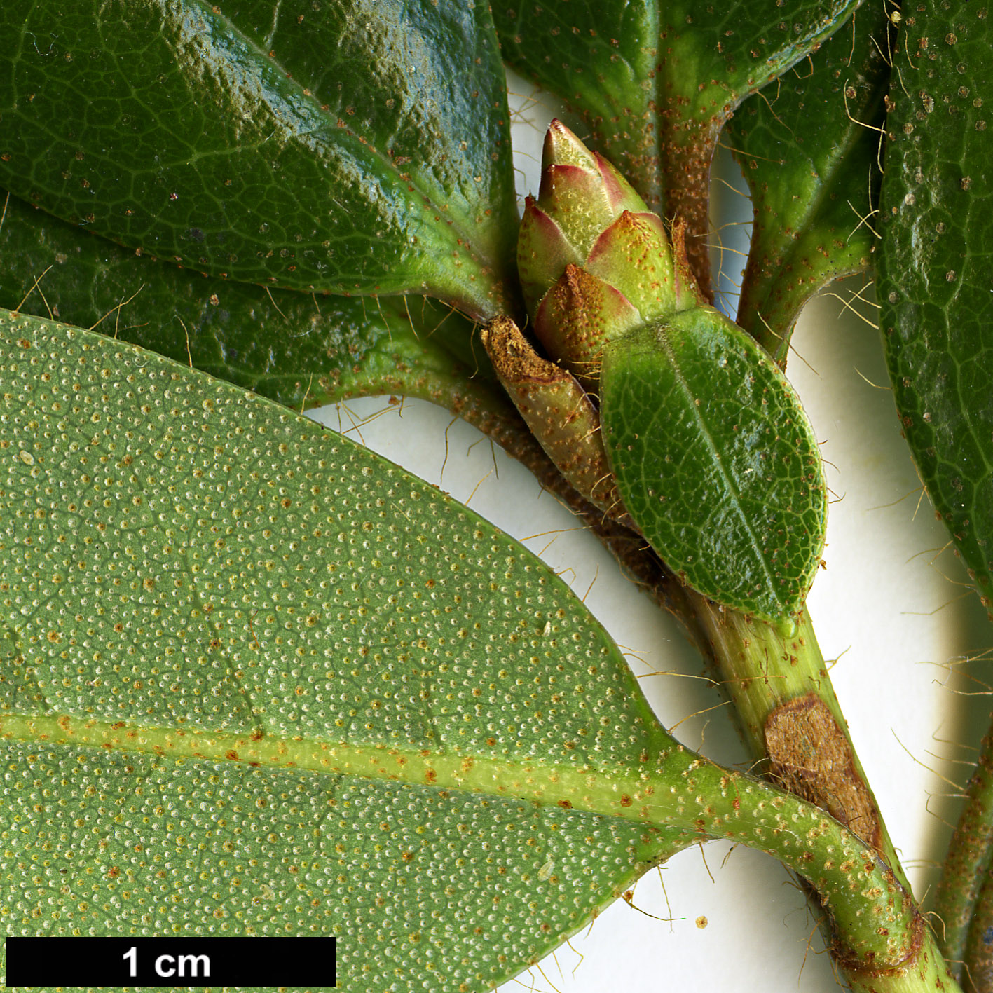 High resolution image: Family: Ericaceae - Genus: Rhododendron - Taxon: chrysodoron